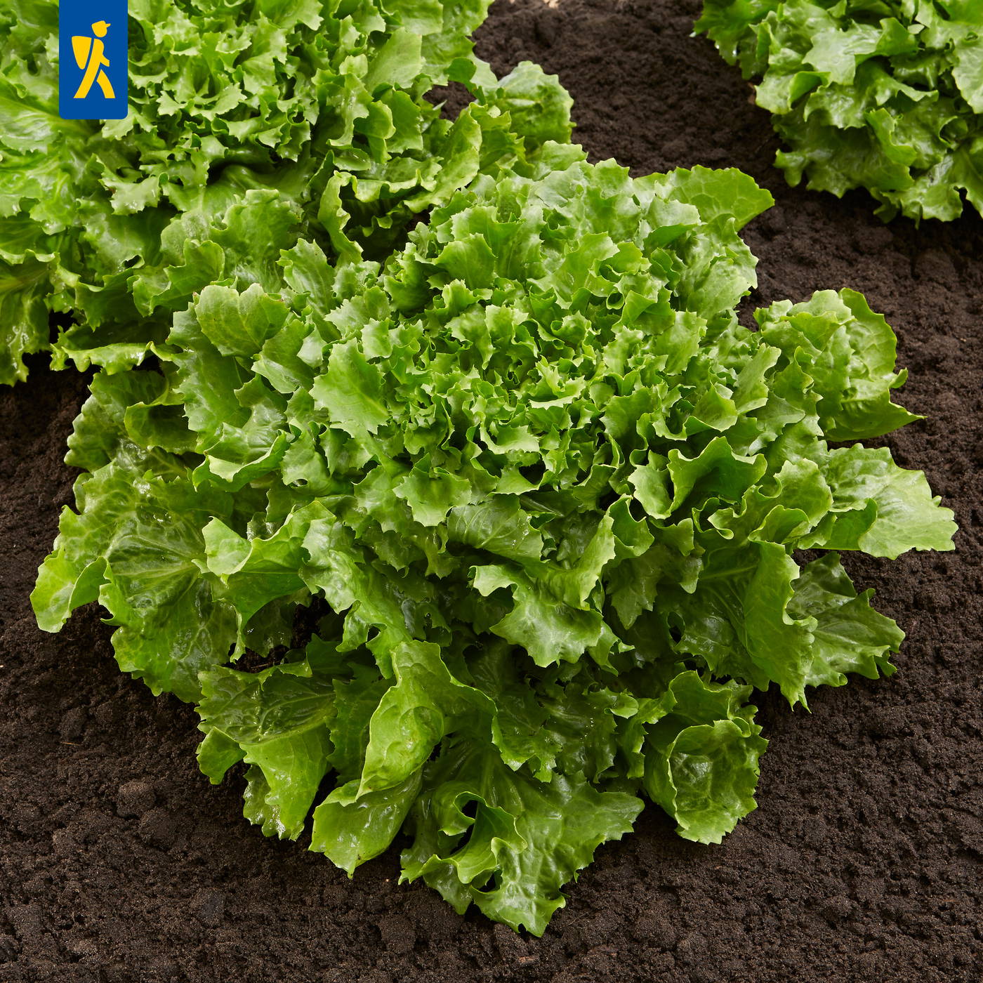 Grüner Kopfsalat wächst in dunkler Erde auf einem Beet.