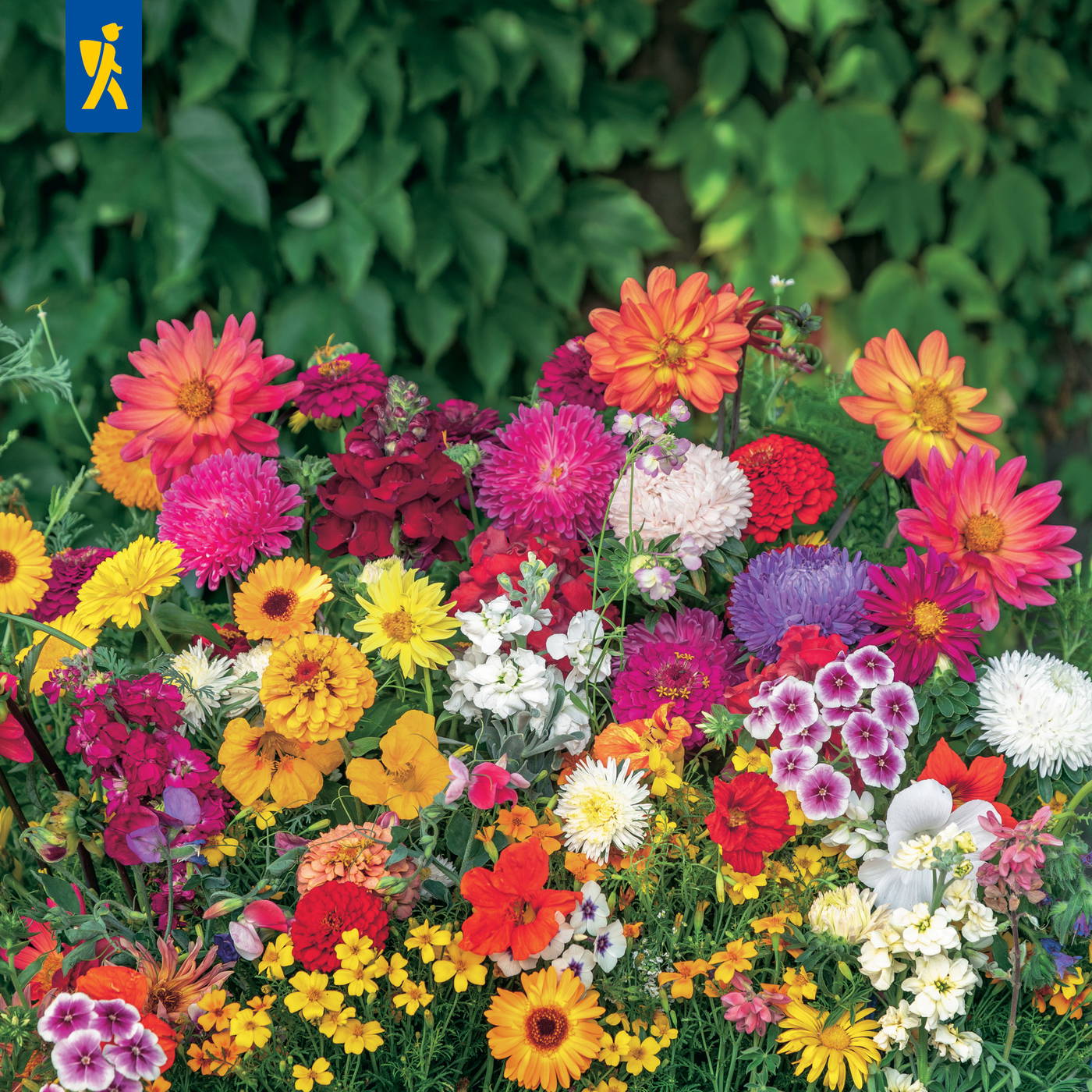 Bunte Blumen in verschiedenen Farben, darunter Rot, Gelb, Pink, Lila und Weiß, vor grüner Blattwand.