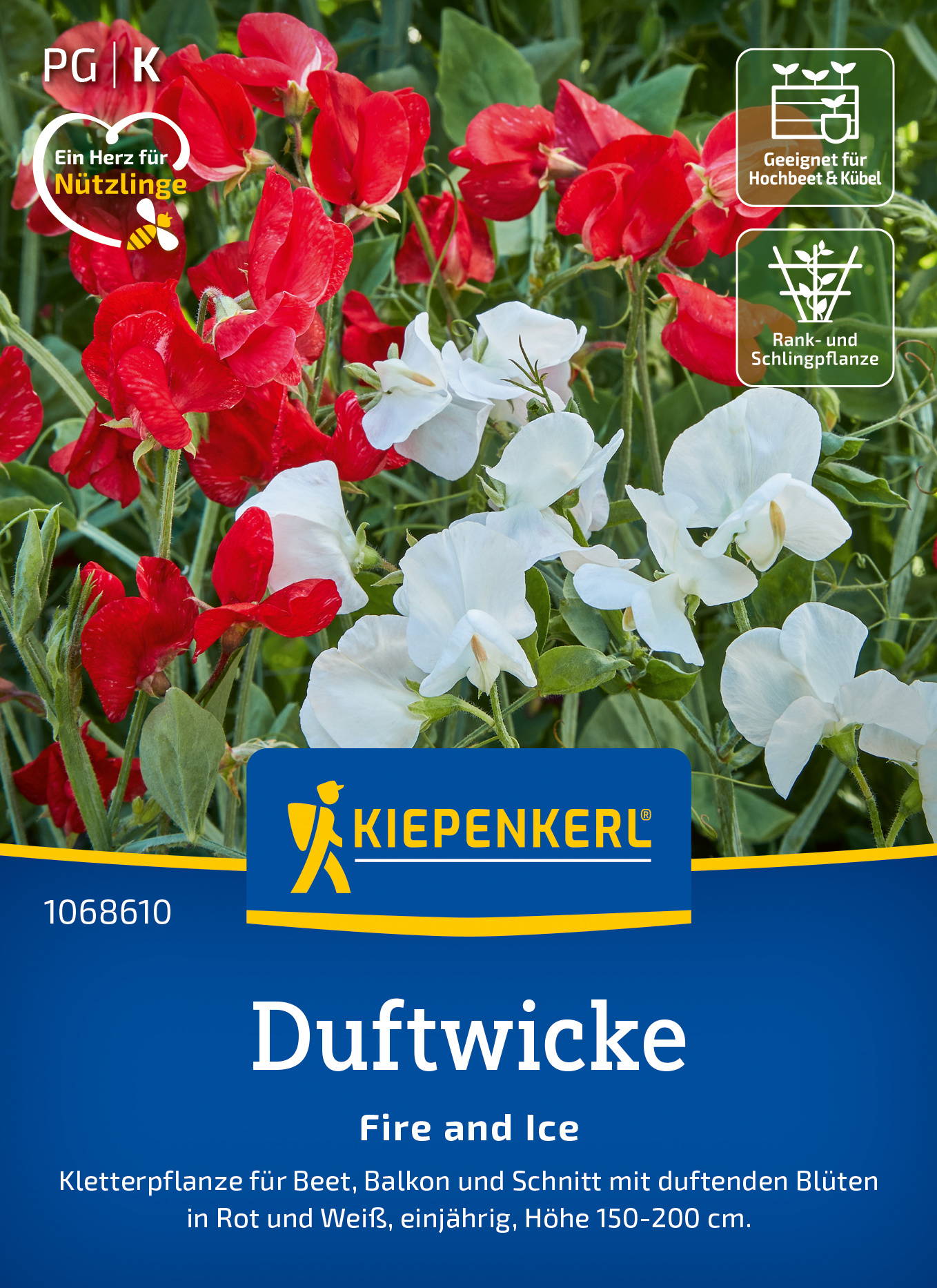 Duftwickensamen Fire and Ice