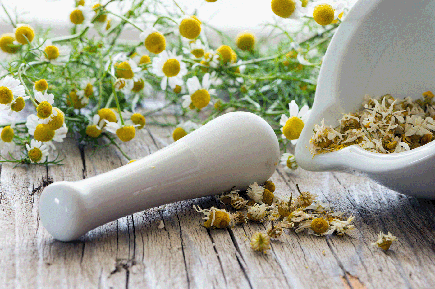 Kamillendolde, Blüten, Mörser, Kamillentee, auf Holztisch, herausgeschöpft.