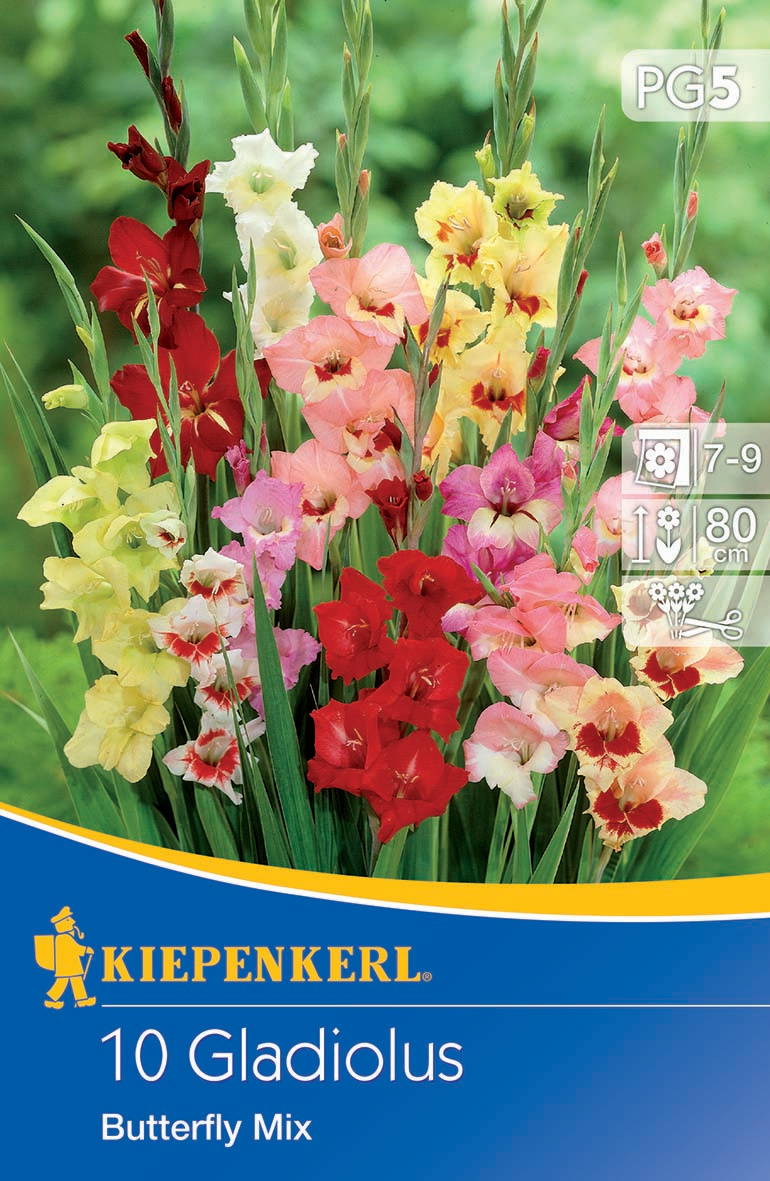 Butterfly-Gladiole Mischung