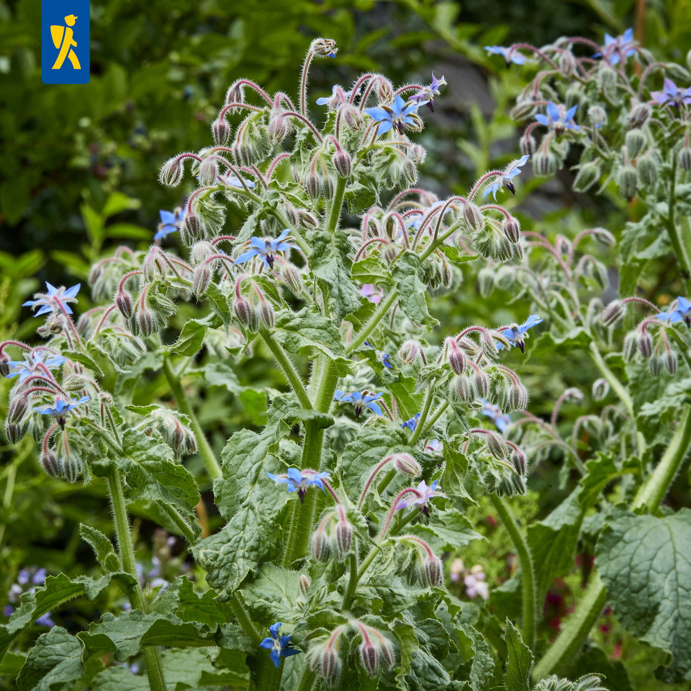 Bunte Pflanzen mit grünen Blättern, blauen Blüten und behaarten Stängeln.