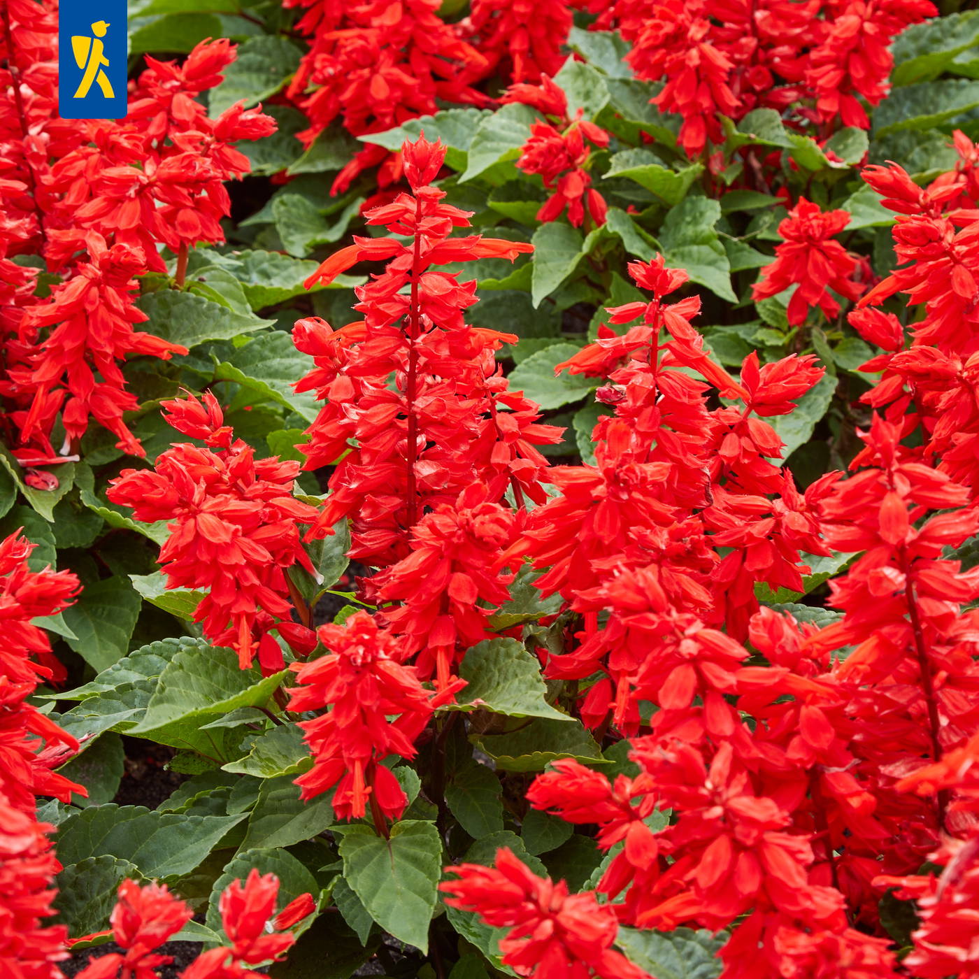 Rote Blüten und grüne Blätter einer Pflanze, dicht bepflanzt.