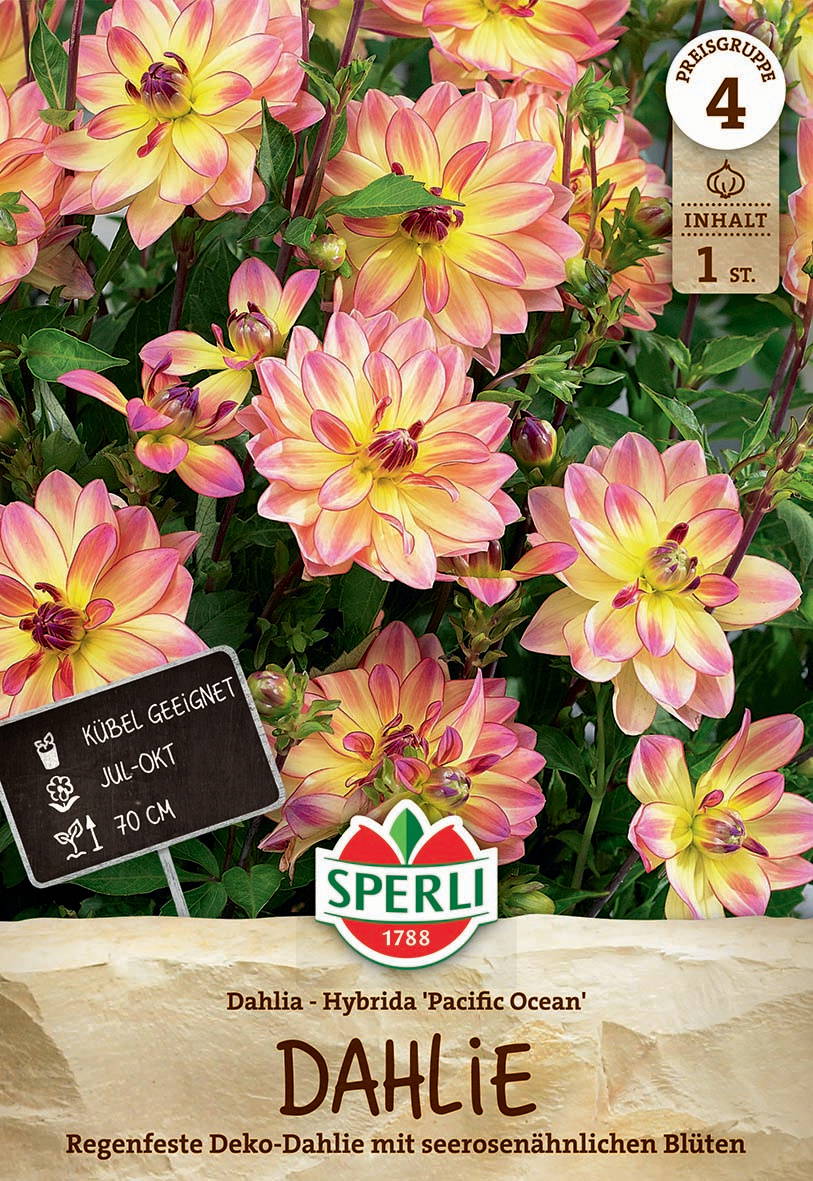 Pinkgelbe Hybrid-Dahlienblüten mit seerosenähnlichen Formen und grünen Blättern.