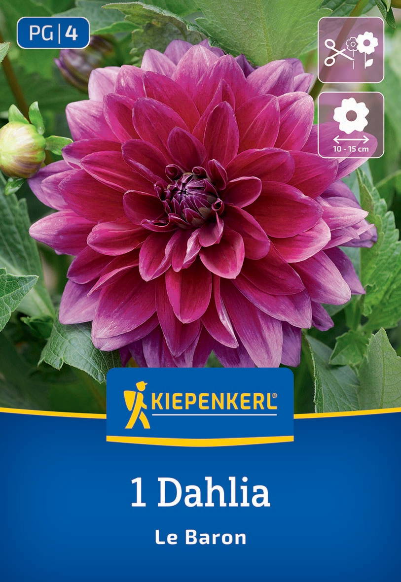 Große, pink-violette Dahlie mit grünem Laub im Hintergrund.