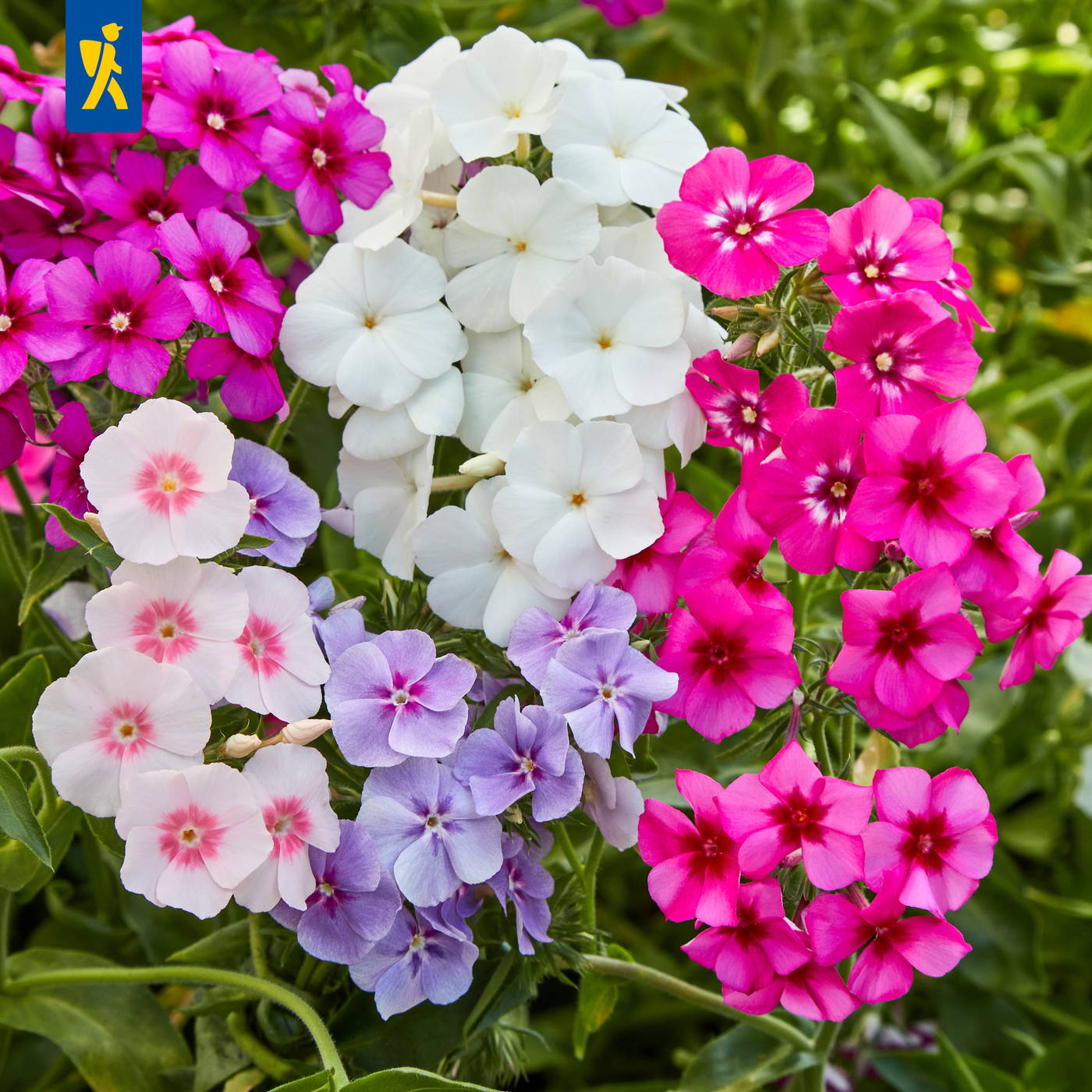 Bunte Phlox-Blumen in pink, weiß, lila wachsen in einem Garten.