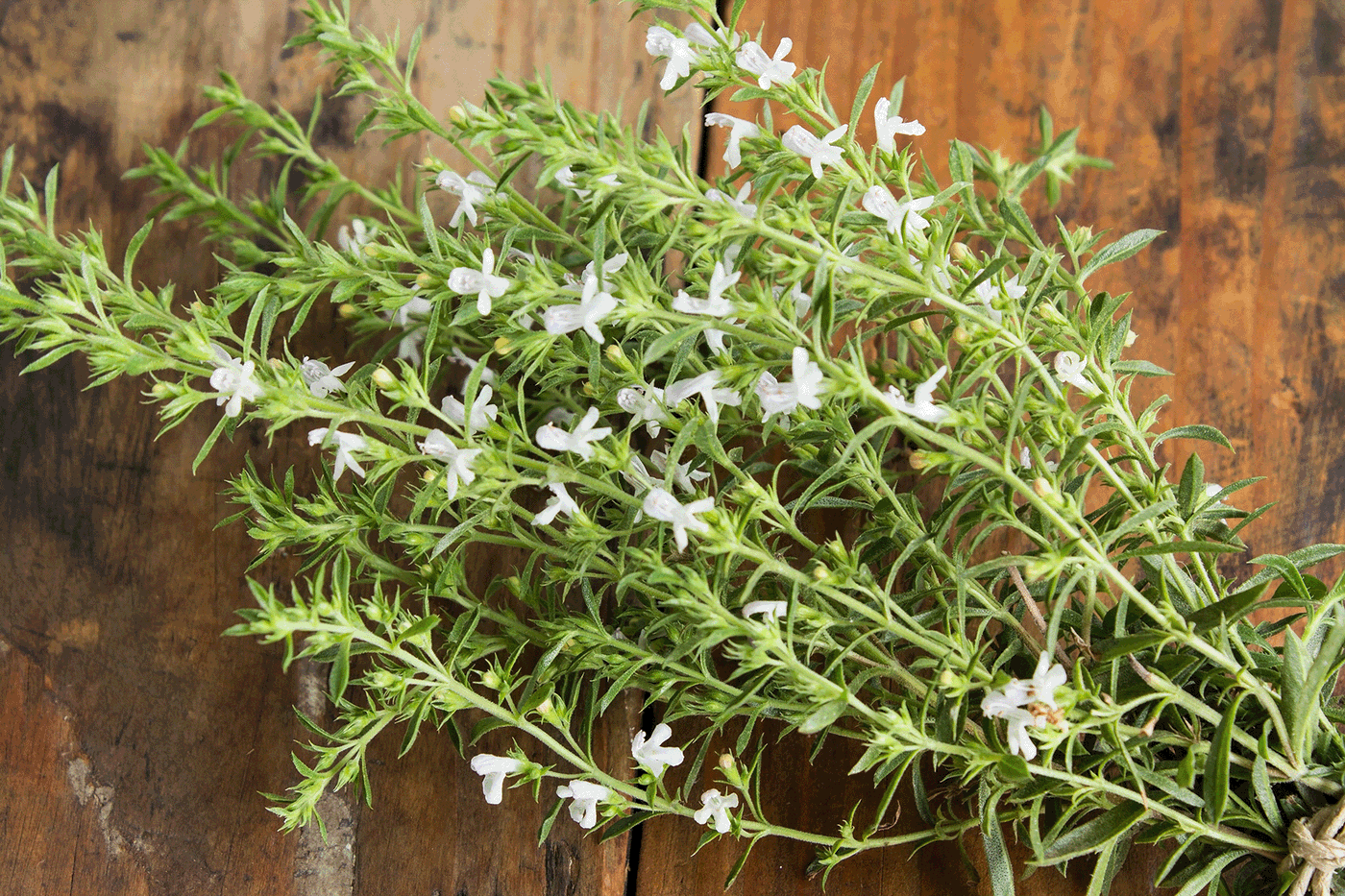 Heilkräuter mit weißen Blüten auf Holzuntergrund