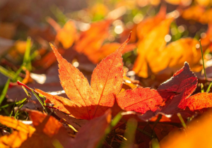 Rote und orange Herbstblätter auf grünem Gras unter Sonnenlicht.