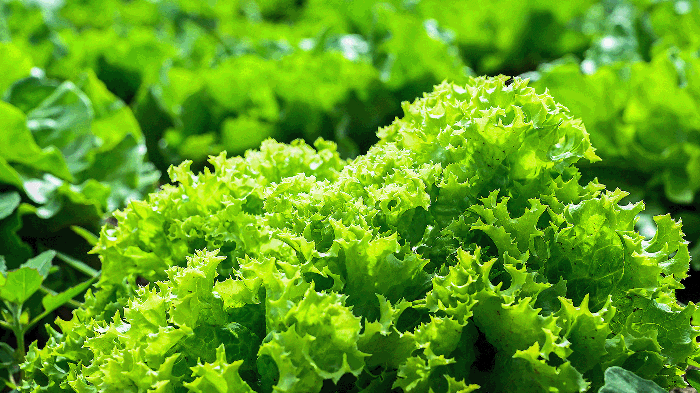 Grüner Salat mit gewellten Blättern im Garten auf Erde wachsend.