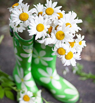 Gummistiefel mit weißen Blumenmuster, gefüllt mit Kamillenblumen.