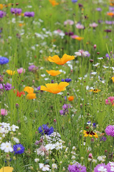 Bunte Wildblumen auf einer Wiese mit gelben, weißen, lila, violetten und roten Blüten.