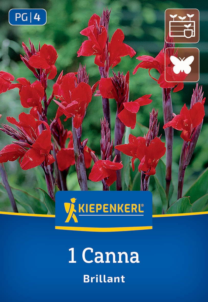 Rote Canna-Blumen mit grünen Blättern im Hintergrund, Gärtneraufdruck, Kiepenkerl-Logo, Produktbezeichnung und Symbole.