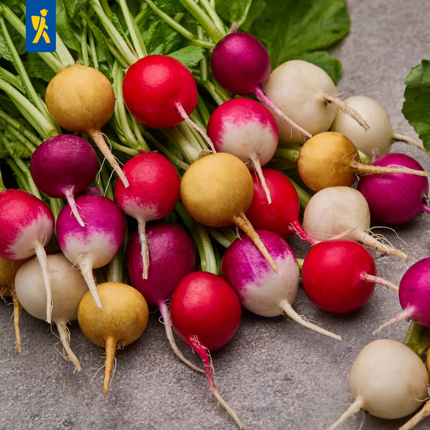 Bunte Radieschen mit grünen Blättern auf grauem Hintergrund.