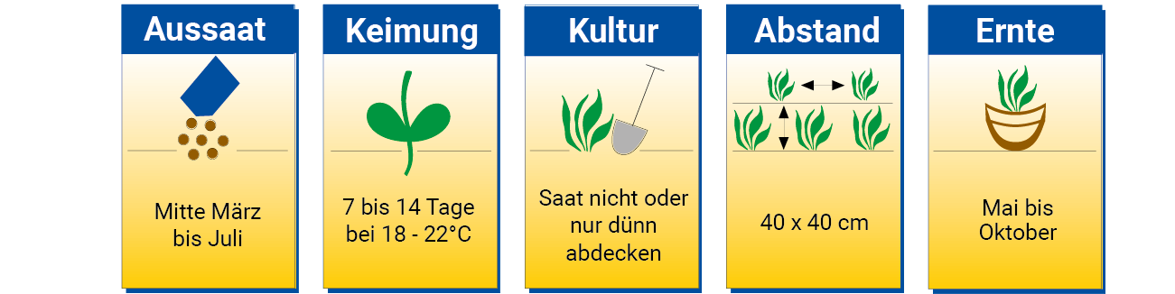 Symbole und Textfelder mit Anweisungen zum Pflanzen, Zeiträumen und Abständen.
