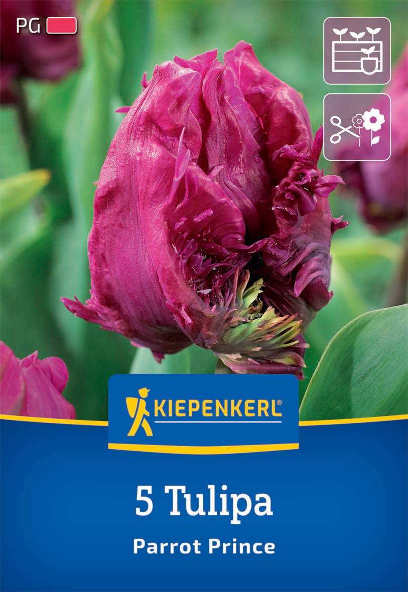 Pinkfarbene Tulpe mit teilweise noch geschlossener Blüte und grünen Blättern.