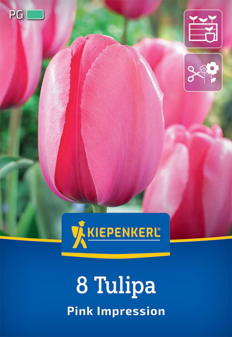 Pinkfarbige Tulpenknospe vor grünem Hintergrund.