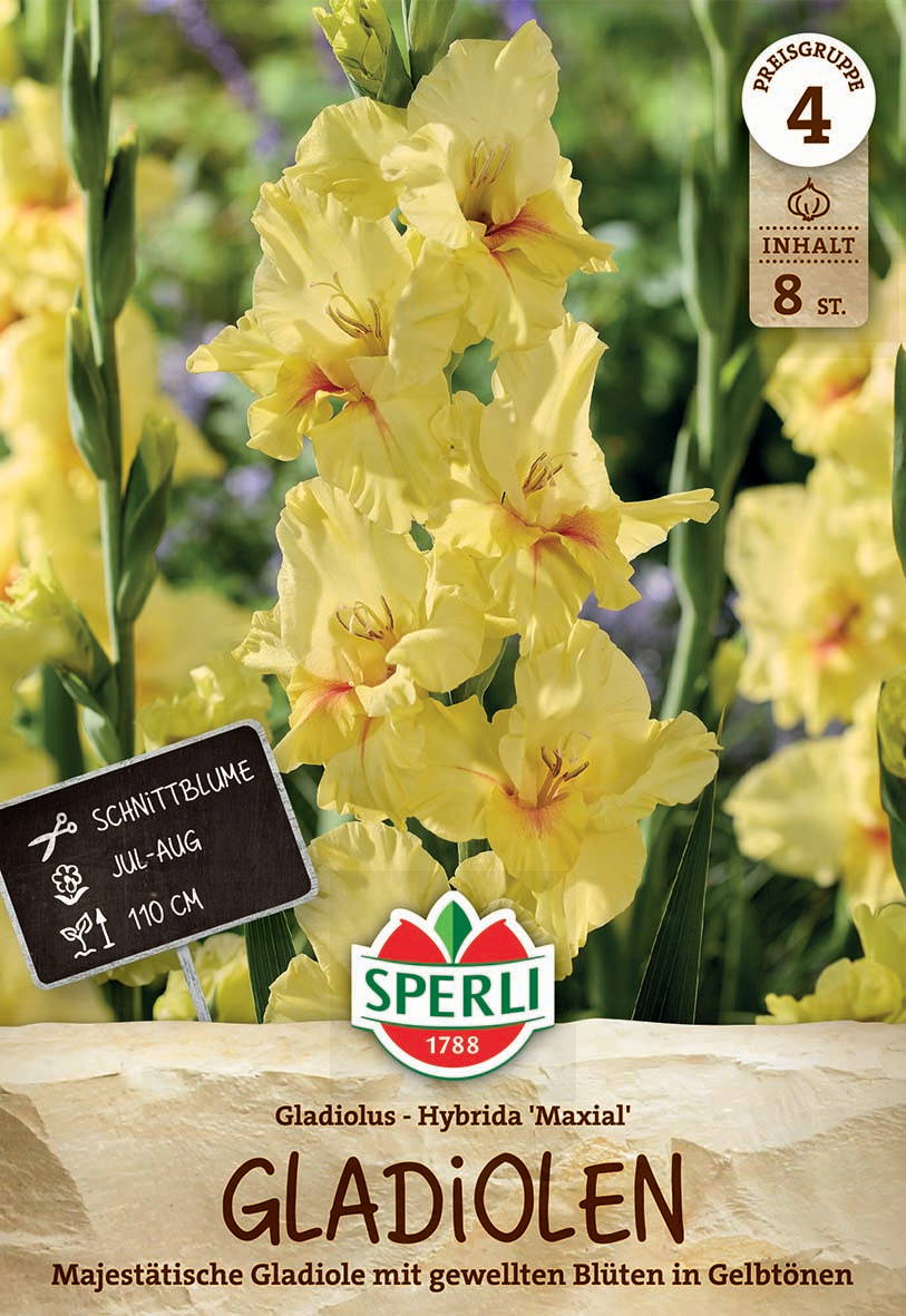 Gelbe Gladiolen mit gewellten Blüten, Pflanzenstängel und Blätter im Hintergrund.