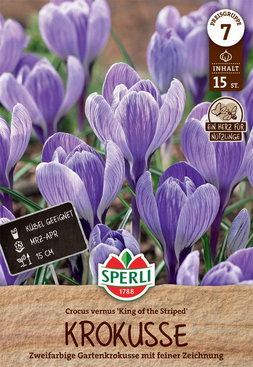 Bunter, zweifarbiger Gartenkrokus mit weißen und lila Blüten, ca. 15 cm hoch, als Zwiebel.