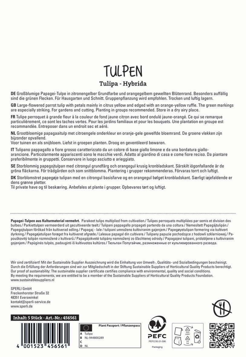 Großblütige Papagei-Tulpe in zitronengelb und orange mit grünen Flecken, für Garten und Schnitt, empfohlen trocken lagern