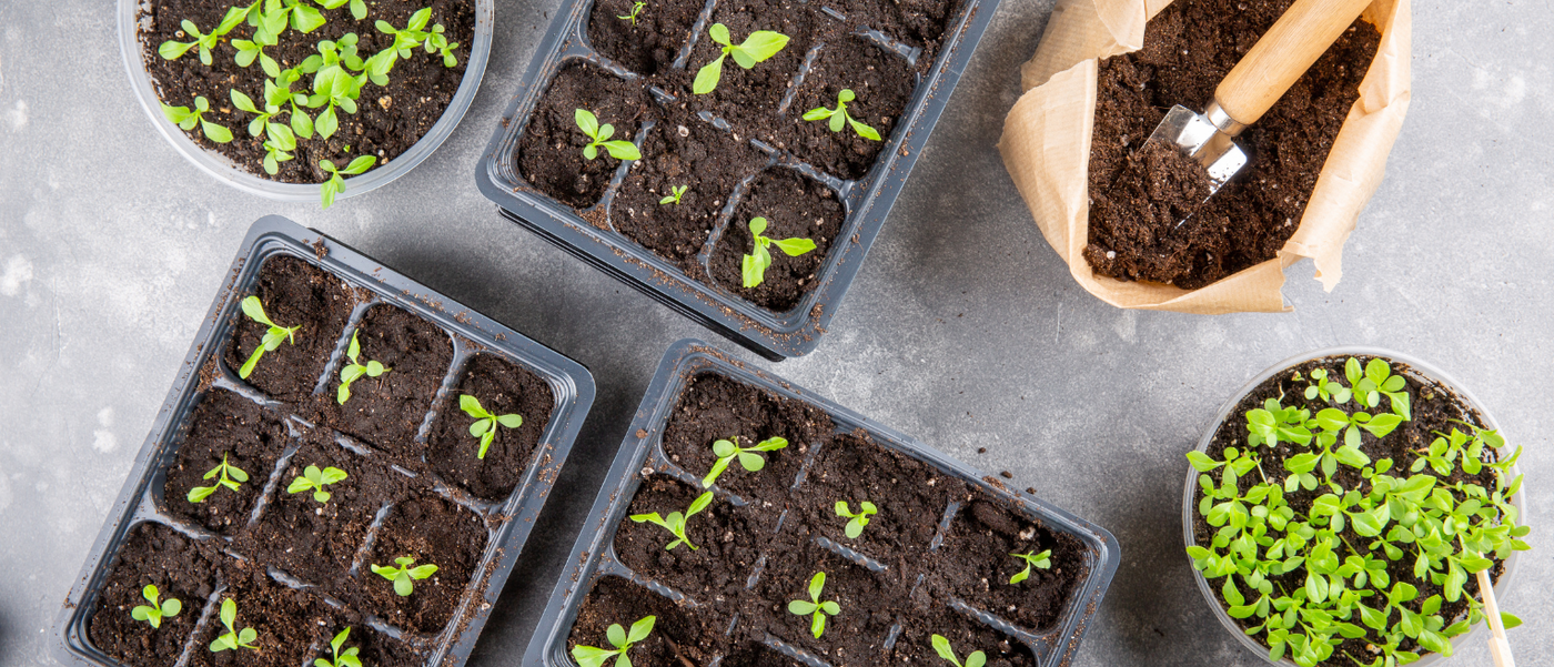 Anzuchtbehälter mit kleinen Sprossen mit Tüte voll Erde inklusive Gartenschaufel