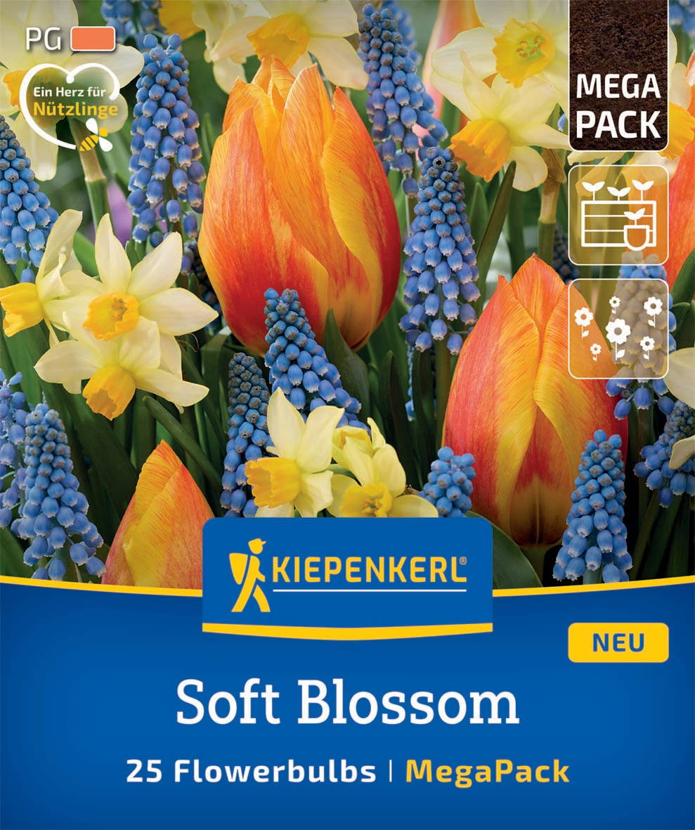 Bunte Frühlingsblumen mit Tulpen, Narzissen und Traubenhyazinthen auf Verpackung.