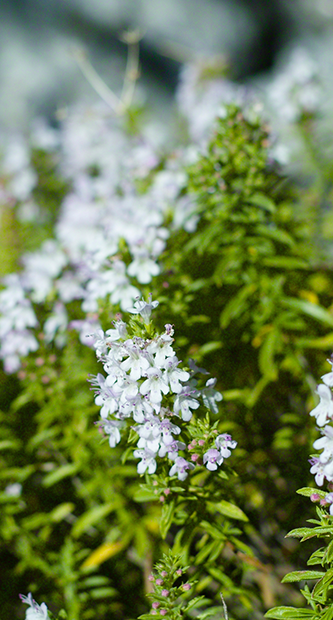 Bunte Blumen in einem Garten mit grünen Blättern, aufgenommen im Freien.