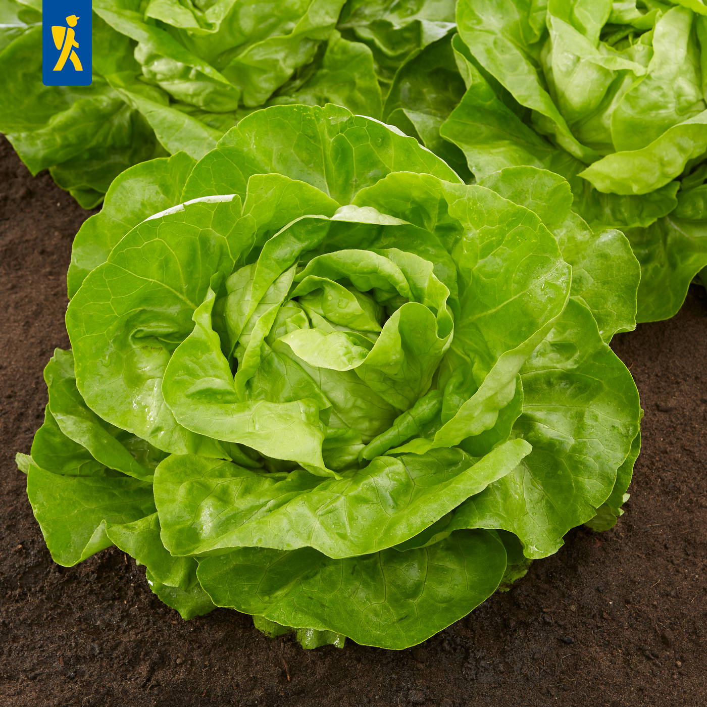 Grüne Kopf- und Römersalate wachsen auf dunklem Boden.