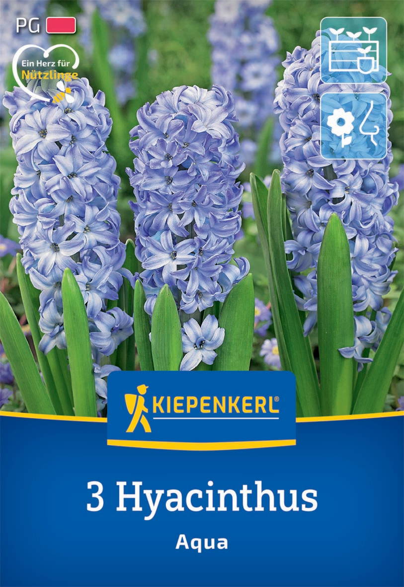 Drei blühende Hyazinthen in Violett mit grünen Blättern vor grünem Hintergrund.