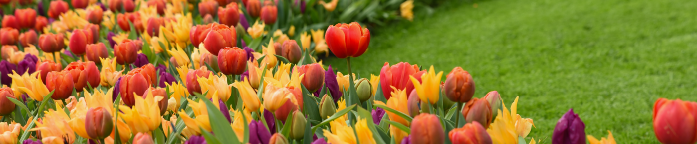 Bunte Tulpen in Lila, Rot, Gelb und Orange neben einer Wiese mit grünem Rasen