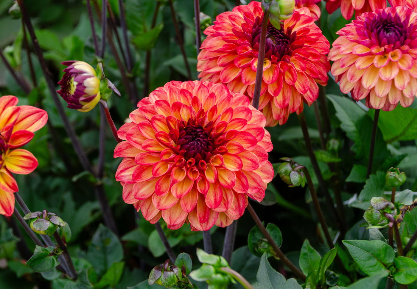 Bunte Dahlien mit orange und rosa Blüten, grüne Blätter, einige Blütenknospen.