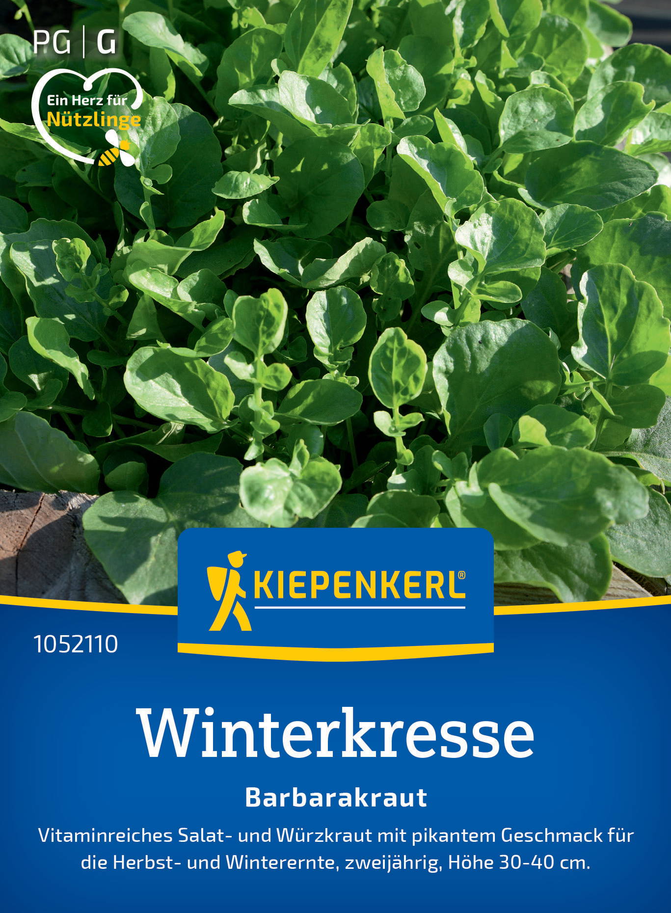 Winterkressesamen Barbarakraut