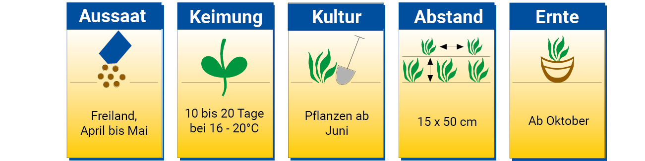 Anbau in Freiland von April bis Mai, Keimung 10 bis 20 Tage bei 16-20°C, Pflanzen ab Juni, Abstand 15x50 cm, Ernte ab Oktober
