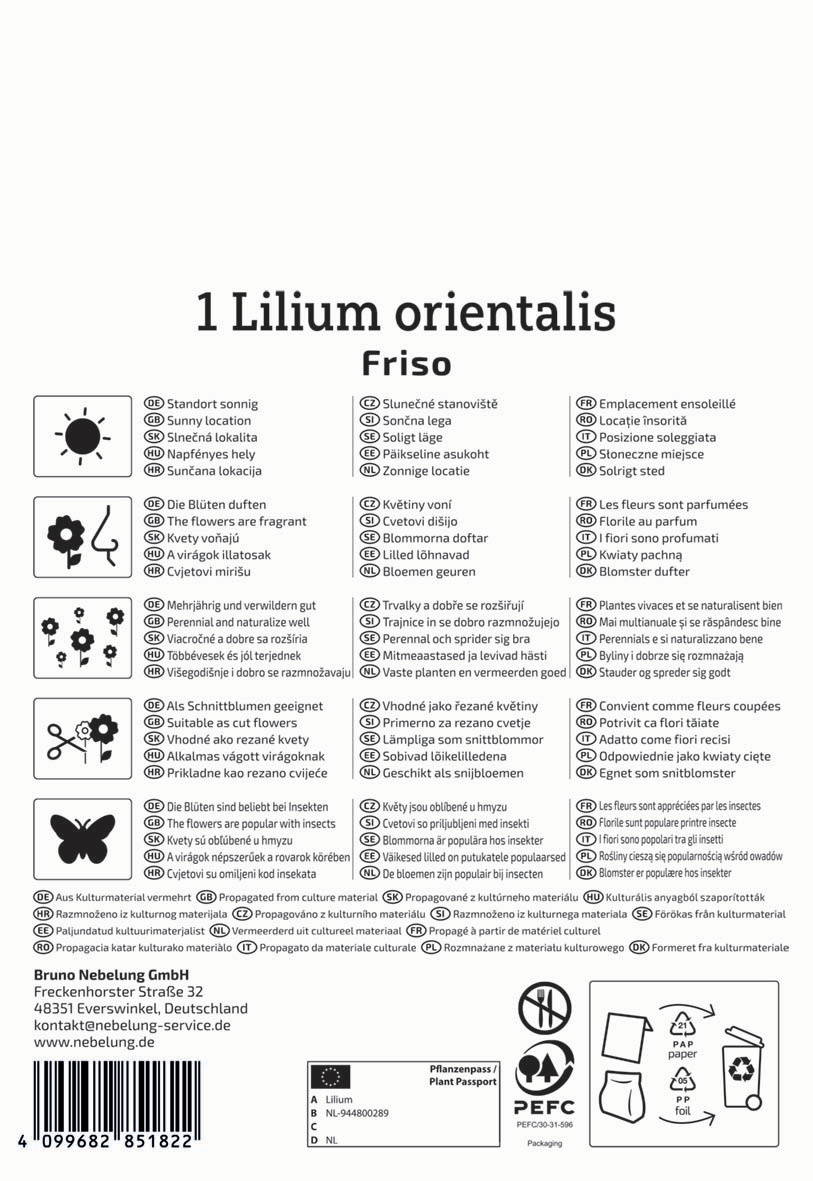 Blumen Lilium orientalis Friso, Sonnenblume, Pflanze, Propagierung, Kulturmaterial, Verpackung, Pflanzpass.